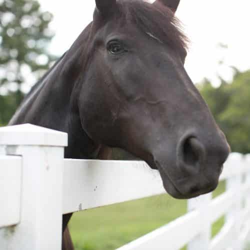 Inanda Stables Horse Stables Near Birmingham Shoal Creek Al [ 500 x 500 Pixel ]