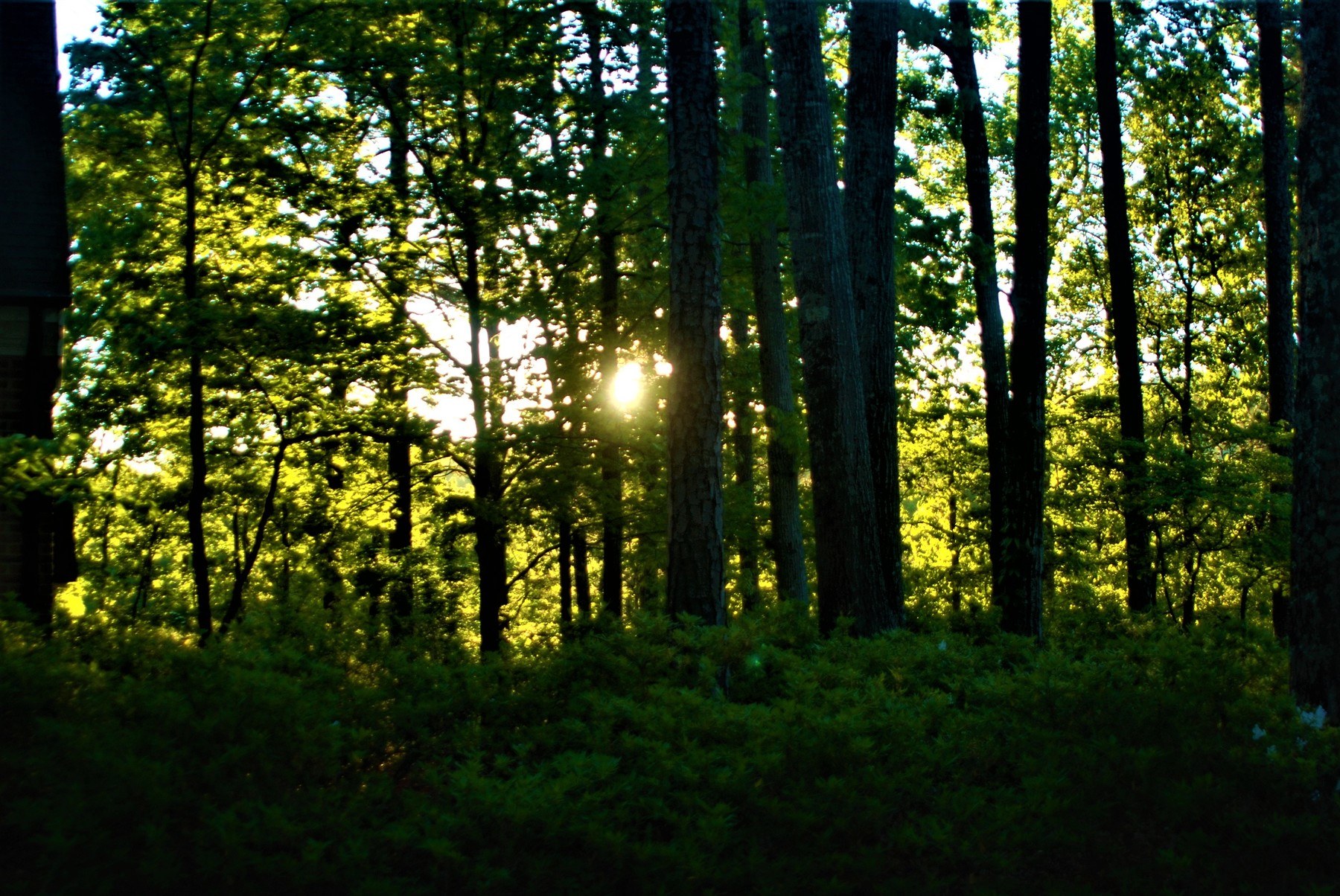 Sun Peeking Through the Trees