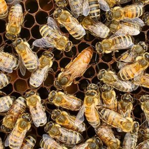 Honeybee hive at Shoal Creek