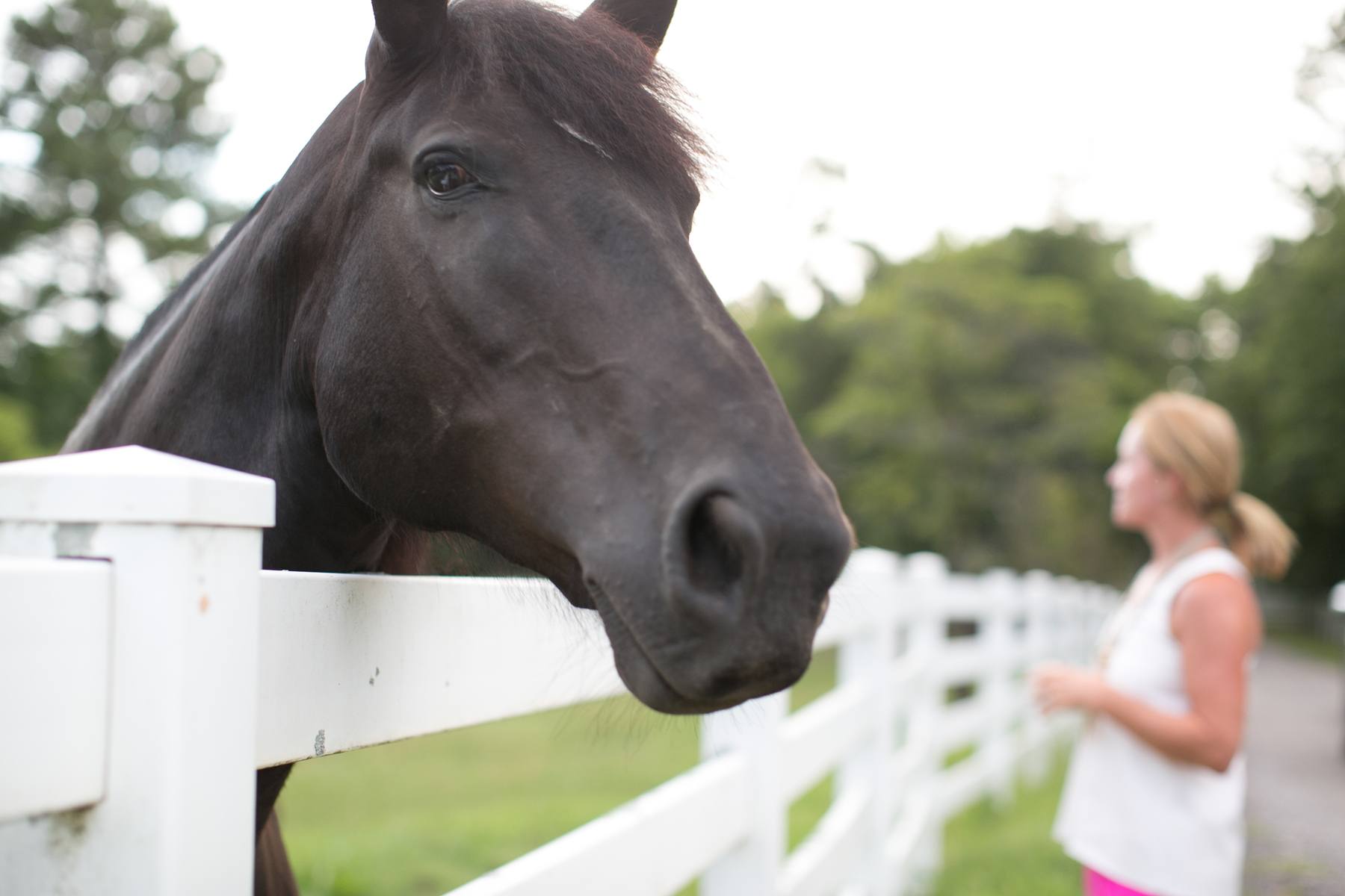 Horse at Shoal Creek's Inanda Stables