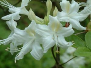 Alabama Landscaping: Alabama Azaleas