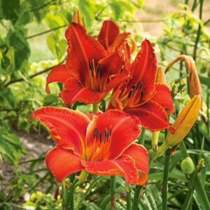 Alabama Landscaping: Daylily of Alabama Jubilee