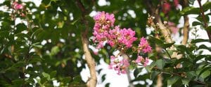 Image Alt Text: Alabama Landscaping: Tonto Crape Myrtle