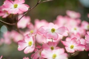 Image Alt Text: Alabama Landscaping: Pink Dogwood