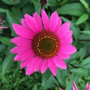 Alabama Landscaping: Echinacea