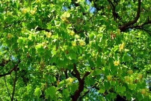 Alabama Landscaping: Tulip Poplar