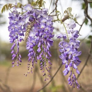 Alabama Landscaping: American Wisteria