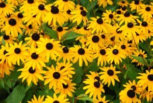 Alabama Landscaping: Black-Eyed Susan