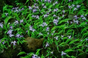 Alabama Landscaping: Crested Iris