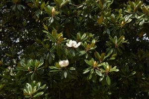Alabama Landscaping: Southern Magnolia