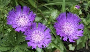 Stokes’ Aster, a gorgeous, purple Alabama native flower
