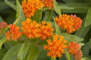 Clusters of orange butterfly weed flowers among green leaves.