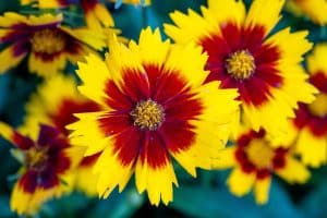 Yellow and red coreopsis flower