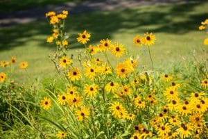 Blackeyed Susans as an alternative front yard daylily bed design