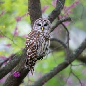 Barred owl