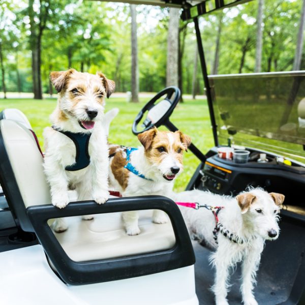 Three dogs in a golf car