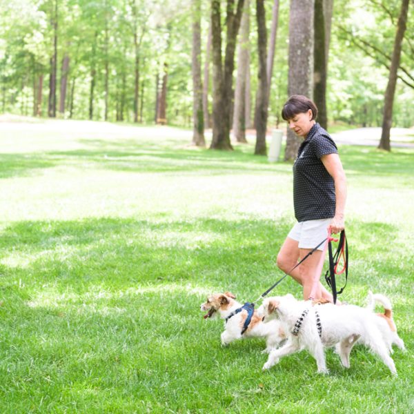 Woman walking with three dogs