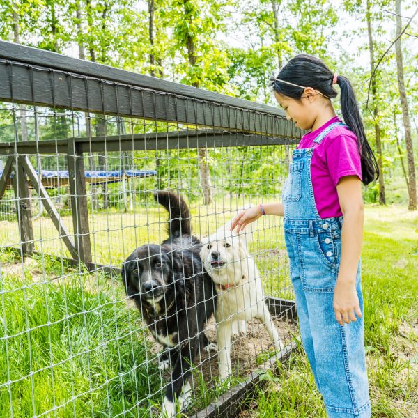 A girl petting two dogs