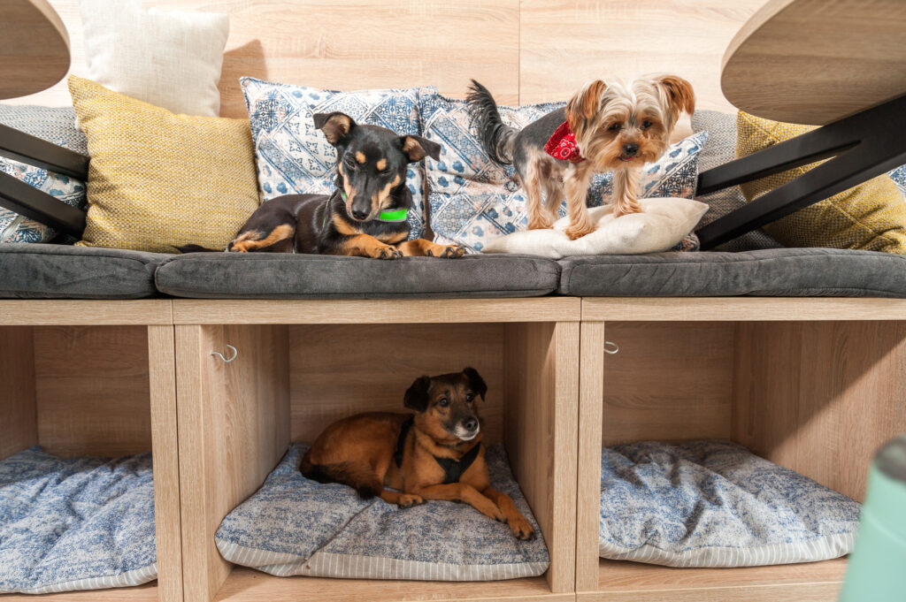 Three small dogs enjoying a seating area with built-in dog beds.