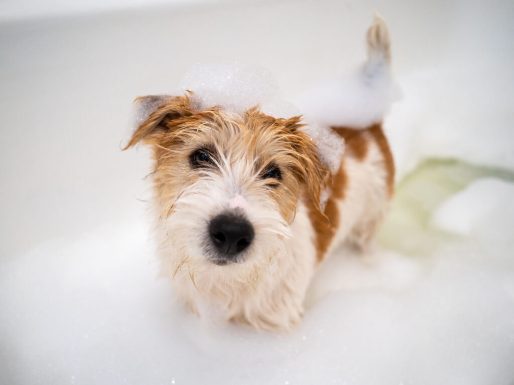 A cute Jack Russel Terrier covered in bubbles enjoying the convenience of a garage dog washing station.