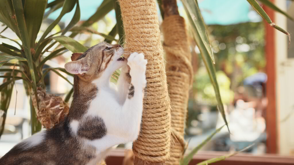 A cat scratching at a post, stimulated by plants and fresh air on their cat-io.