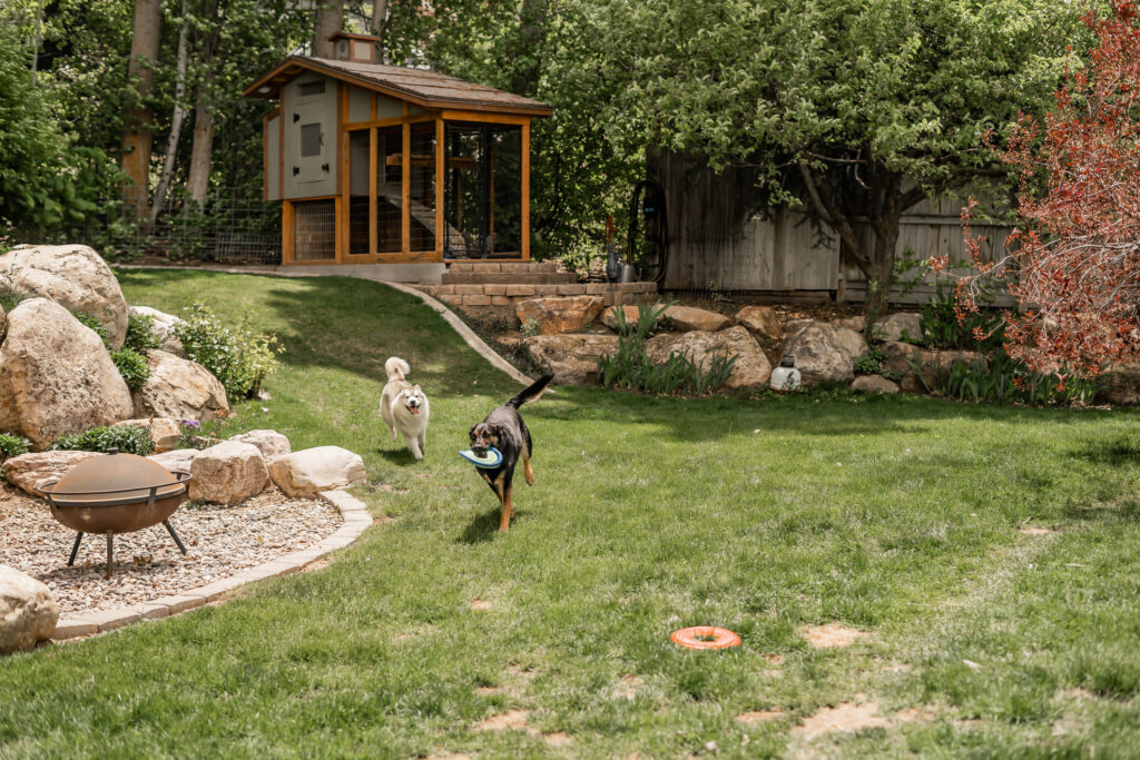 Two dogs enjoying a luxury dog run in a custom home lot backyard with a dog play area in the background.
