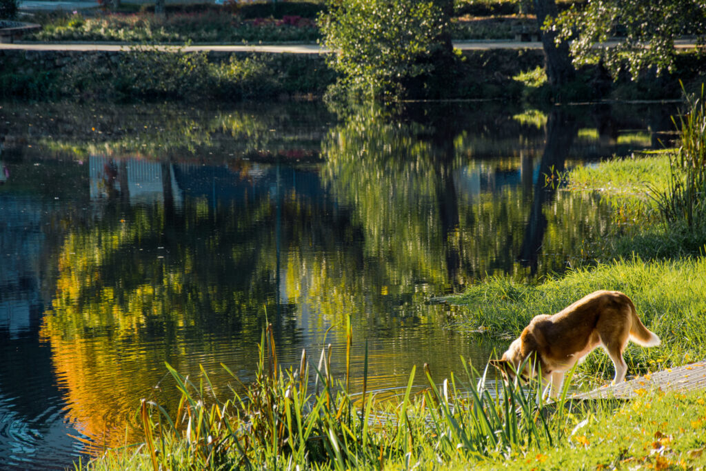 A dog beside a lake on a waterfront lot for sale in Birmingham, AL.