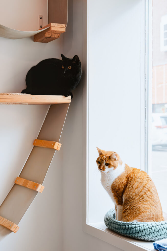 Two cats enjoy a window seat and built-in cat perches.
