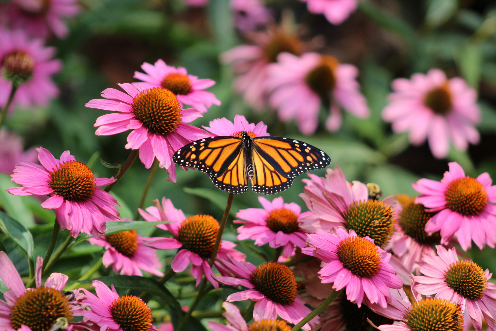 A monarch butterfly acting as a pollinator, landing on the bright, large, orange center of a pink flower.
