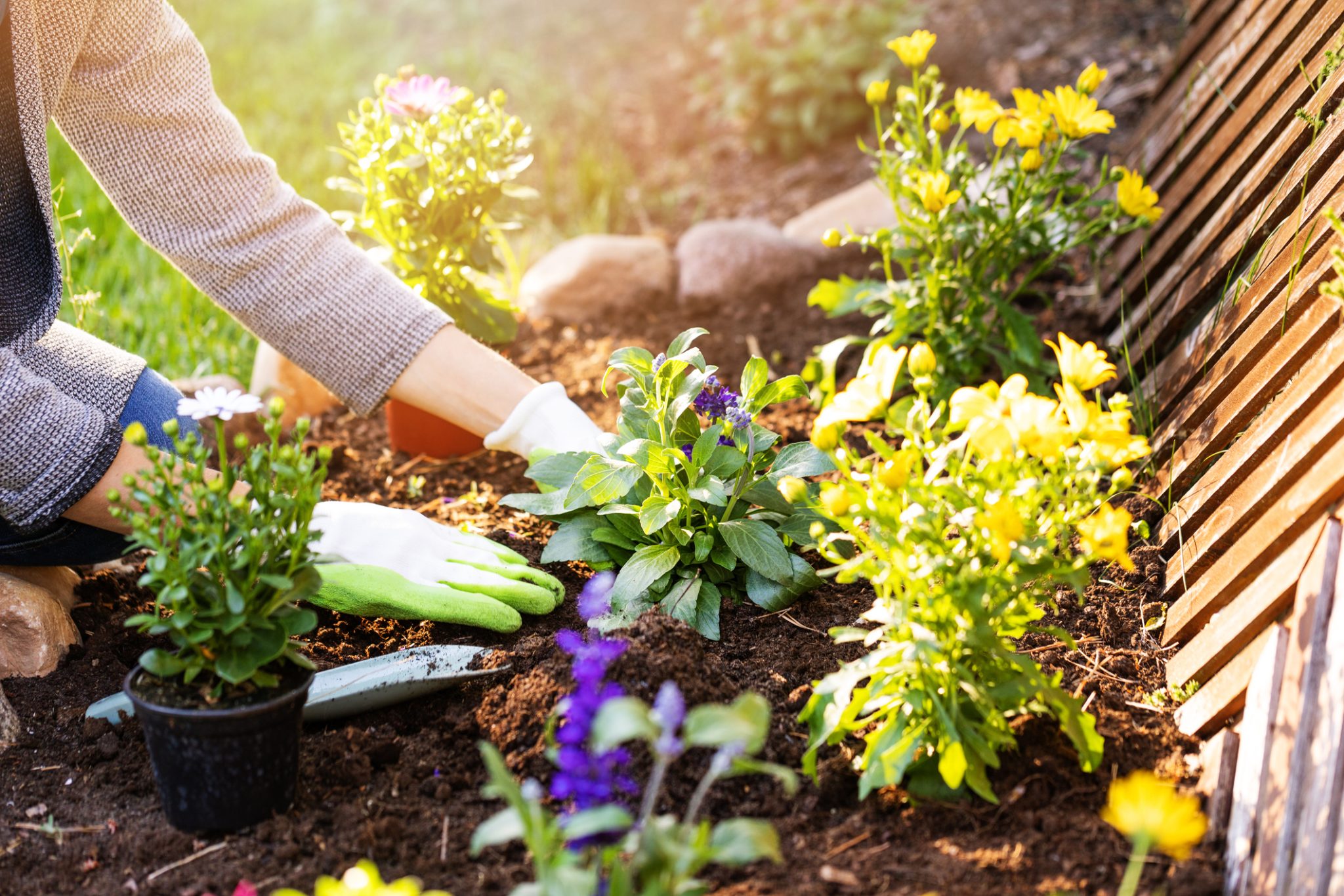 Woman planting flowers in a garden bed based on smart Alabama gardening tips.
